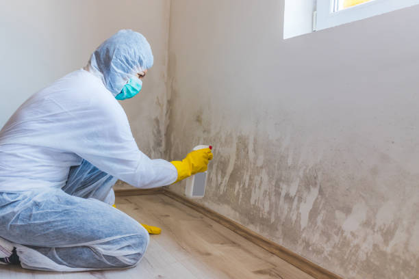 Licensed Basement Mold Remediation service in Belleair Beach, FL - Car Mold Remediation