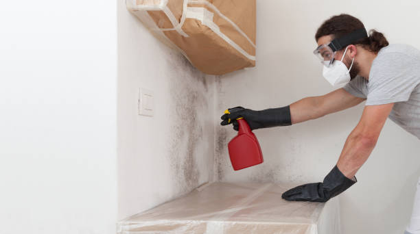 Professional Basement Mold Remediation technician working in Belleair Beach, FL