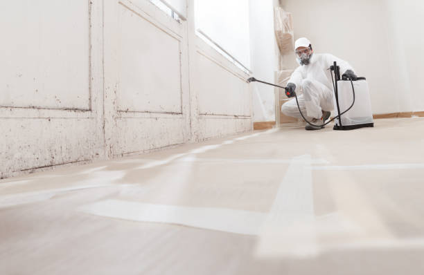 24/7 Emergency Basement Mold Remediation experts in Belleair Beach, FL